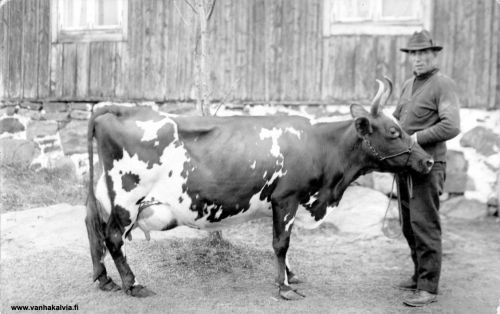 Eetun lehmä
Eetu Mansikkamäki (s. 1888) vuonna 1925 talon komean lehmän kanssa. Eetu oli kotoisin Riihimäestä - käläviläisittäin Rihimäestä - ja meni vävyksi Maajärvelle. Sieltä Eetu ja Ida Mansikkamäen perhe muutti Syväjärvelle. (Riihimäki 13, Syväjärvi 18)


Keywords: Syväjärvi Mansikkamäki Riihimäki 