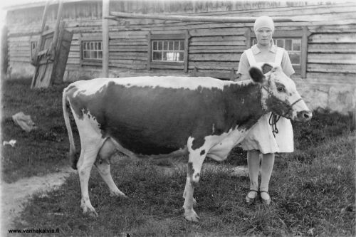 Ellin kyyttö
Elli Kallinen (s. 1913) Mikkolan navetan edessä talon itäsuomalaisen lehmän, kyytön kanssa. Kyyttö on nupo eli sarveton. Kuva on otettu vuonna 1928. (Mikkola 24)


Keywords: Kallinen Mikkola 