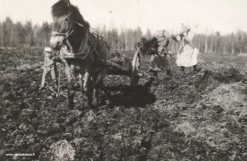 Palon Ilo-hevonen
Palon Ilo-hevonen työssään 1937.
Kuvan pikku poika on Samuli Pajala ja muut ovat Liina ja Hilda Palo (Palo 8).

Palo on aikoinaan ollut Peltokorven Krekilän talon torppa. Se sijaitsee Välikylässä, mutta maanmittarien kartassa se on Peltokorpea. Tie Paloon lähtee Ullavan tieltä Hillin taloryhmän takaa korkean mäen päältä ja on asukkaiden kannalta käytännössä Välikylää.
Keywords: Palo