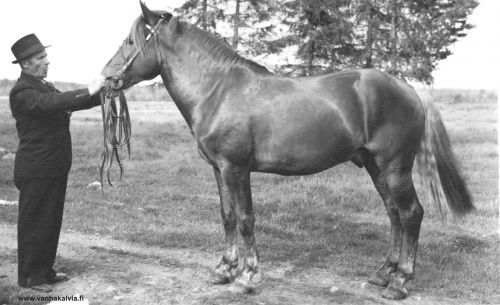 Otto ja Klupu
Kuvassa Otto Kangas (s. 1896, Kangas 32) ja neljävuotias kantakirjaori Klupu joka sai Valtion Orinäyttelyn 1. palkinnon Kokkolassa 12.10.1944.




Keywords: Kangas 