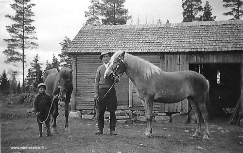 Evert Kotkajuuri ja Poku
Evert Kotkajuuri (1882-1942, Hietakangas 4) hevosensa "Pokun" kanssa Hietakankaalla. Kuvassa oleva poika on vieraana käynyt Harri Viitala.
Keywords: Kotkajuuri Hietakangas Viitala