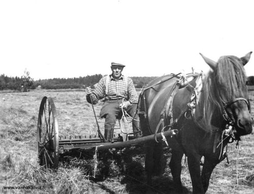 Kalle Rautio Jokiniitulla
Kalle Rautio (1892-1977, Rautio 14) heinäpellolla. Heinätöitä tehtiin Jokiniitulla, työvälineenä oli hevosvetoinen haravakone.

Keywords: Rautio