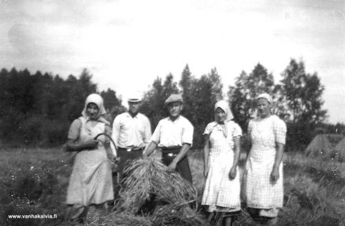 Tuntemattomia rukiinleikkuussa
Kuhilasta rakennetaan, mutta ketkä ovat kuvassa? Kuva on mahdollisesti Kykyrin suunnalta ja ajankohta ehkä 1950-luku. Keskellä mahdollisesti Antti Roimela, joka toimi suntiona Kälviän seurakunnassa.
