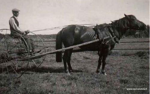 Heinätöissä Suonperässä 
Matts Leander Suonperä (1871-1950) haravakonetta ajamassa (Suonperä 24).
Keywords: Suonperä