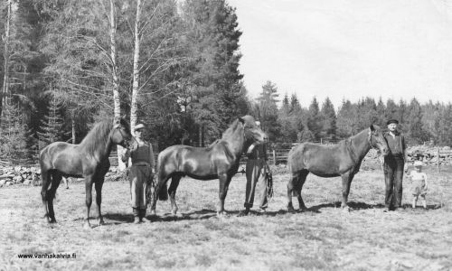 Hankaniemen miehet ja hevoset
Kuvassa oikealta pikku hevosmies Unto Jokela, vanha-Kalle ja talon vanha palvelija Impi-tamma. Keskellä poika-Kalle (Kaarlo Kristian) ja mahd. ori Riuska. Vasemmalla Vilho ja talon parivuotias ori, jonka nimi on jo päässyt unohtumaan. Kuva on otettu Järvitalossa, Aapalan pellolla n. 1942.


Keywords: Hankaniemi Jokela 