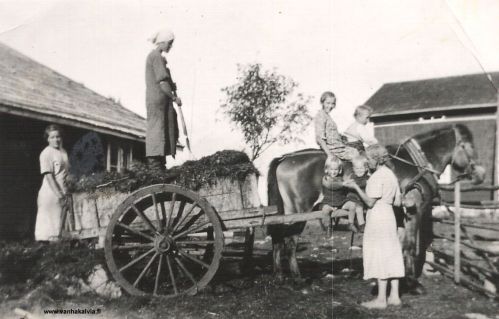 Lammaskettaa tyhjennetään Palolla
Palon lammaskettaa tyhjennetään lantakärryille vuonna 1938 (Palo 8).
Ketkä ovat kuormaa tekemässä? 
Lähetä tiedot osoitteeseen vanhat.kuvat@vanhakalvia.fi 

Palo on aikoinaan ollut Peltokorven Krekilän talon torppa. Se sijaitsee Välikylässä, mutta maanmittarien kartassa se on Peltokorpea. Tie Paloon lähtee Ullavan tieltä Hillin taloryhmän takaa korkean mäen päältä ja on asukkaiden kannalta käytännössä Välikylää.
Keywords: Palo