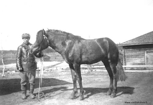 Joonas Mainio Tikkanen
Joonas Mainio Tikkanen (1880-1959) kuvattuna hevosensa kanssa. (Tikkanen 24, Hilli 21)


Keywords: Tikkanen Hilli 