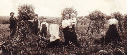 Haapalaksot - Haapalakso family
Leander, Matthew, John, Alma, Loviisa, Martha ja Hulda Haapalakso sadonkorjuutöissä farmillaan Deer Creekin lähellä, Minnesotassa. Kuva on otettu vuoden 1912 tienoilla.

The photo was taken about 1912 near the Haapalakso farm near Deer Creek, MN.

Leander (1860-1945) ja Loviisa (o.s. Riippa, 1864-1941, Riippala 11) lähtivät Amerikkaan, Minnesotaan keväällä 1887 (Haapalakso 2).
Keywords: Haapalakso Riippa DeerCreek Minnesota USA 