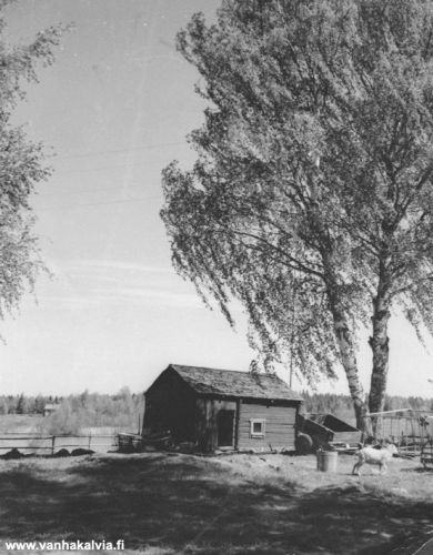 Lilja ja Jooseppi Kinnarin savusauna
Pirtin takana siintää Kotolahti. Olisiko toisella rannalla näkyvä rakennus Kivihaan tummun tupa? Kun Kinnarilta tie laski jyrkkää mäkeä alas Matjussille mentäessä, oli siinä notkossa, paljaan kallion kohdalla, pieni mökki ennen Oikarin taloa. Mökissä asui Kivihaan tummu. 

Tai olisiko vastarannan rakennus Raution tien varressa yhä paikoillaan oleva mökki, joka on Lahden numeron maalla? Juho Junnila (Kinnari 26, Junnila) rakensi sen, kun hän meni naimisiin Hilja Lahden (Kinnari 27, Lahti) kanssa vuonna 1934.

Keywords: Kinnari Kotolahti Matinjussi Lahti Kivihaka Junnila 