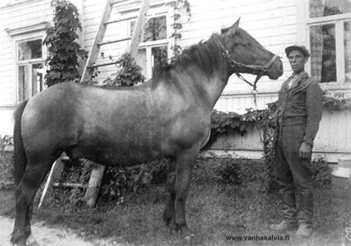 Aarne Lassila ja talon hevonen
Aarne Walfrid Lassila (s. 1897 Ohio, Fairport Harbor). Viisivuotiaana Amerikasta  perheensä kanssa Lassilaan palannut Aarne asui kotitalossaan koko elämänsä. Aarne oli piintynyt vanhapoika, omintakeinen persoona. Hän hoiti taidolla talon hevosia, ahkeroi peltotöissä, metsästi, kalasti ja tietysti tarpoi hillasoilla - kälviäläiseen tapaan linttisoilla.
Keywords: Lassila Ohio USA