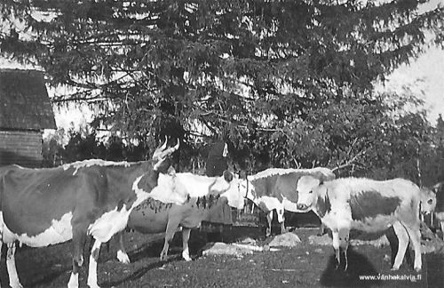 Fanny Kotkajuuri lehmineen ison kuusen edustalla
Fanny Kotkajuuri (1882-1965, Hietakangas 4) lehmiensä kanssa pihallaan, suojellun ison kuusen edustalla.
Keywords: Kotkajuuri Hietakangas
