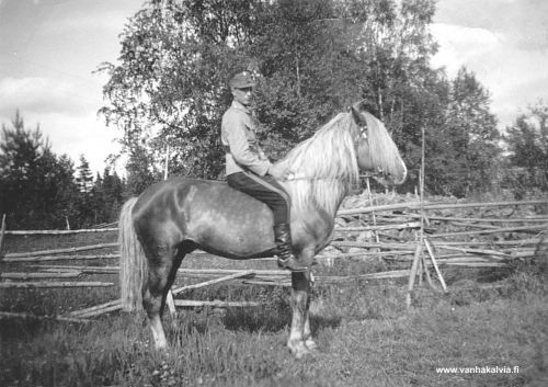 Hankaniemen rautiaankimo ori Visa
Visan kyljistä erottuu tarkasti katsottuna vaaleita täpliä. Tällaista hevosta sanotaan kimoksi ja pohjavärin mukaan rautiaankimoksi. Ehkä Visa sai nimensäkin värinsä perusteella. Kimoja saattaa olla lisäksi mm. ruunikkokimoja, mustankimoja tai papurikkoja, jonka täplät ovat puolestaan rengasmaisia.

Suomen hevosten erikoisasiantuntija Antti Huhtala muistaa Visan ja kertoi tämän olleen lisäksi "hamppuharjainen". Visa kävi myös sodassa, josta hämärän muistikuvan mukaan palasi vahingoittumatana mutta säikkynä kotiin Ridankylään. 
Kuvassa Visan selässä Vilho Hankaniemi. Kuva mahdollisesti vuodelta 1939.
Keywords: Hankaniemi